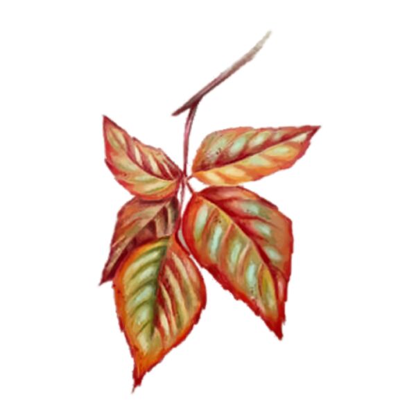 say hello autum100 2  Thumbnail